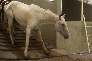 Emaciated horse at a slaugther plant - SRF Kassensturz